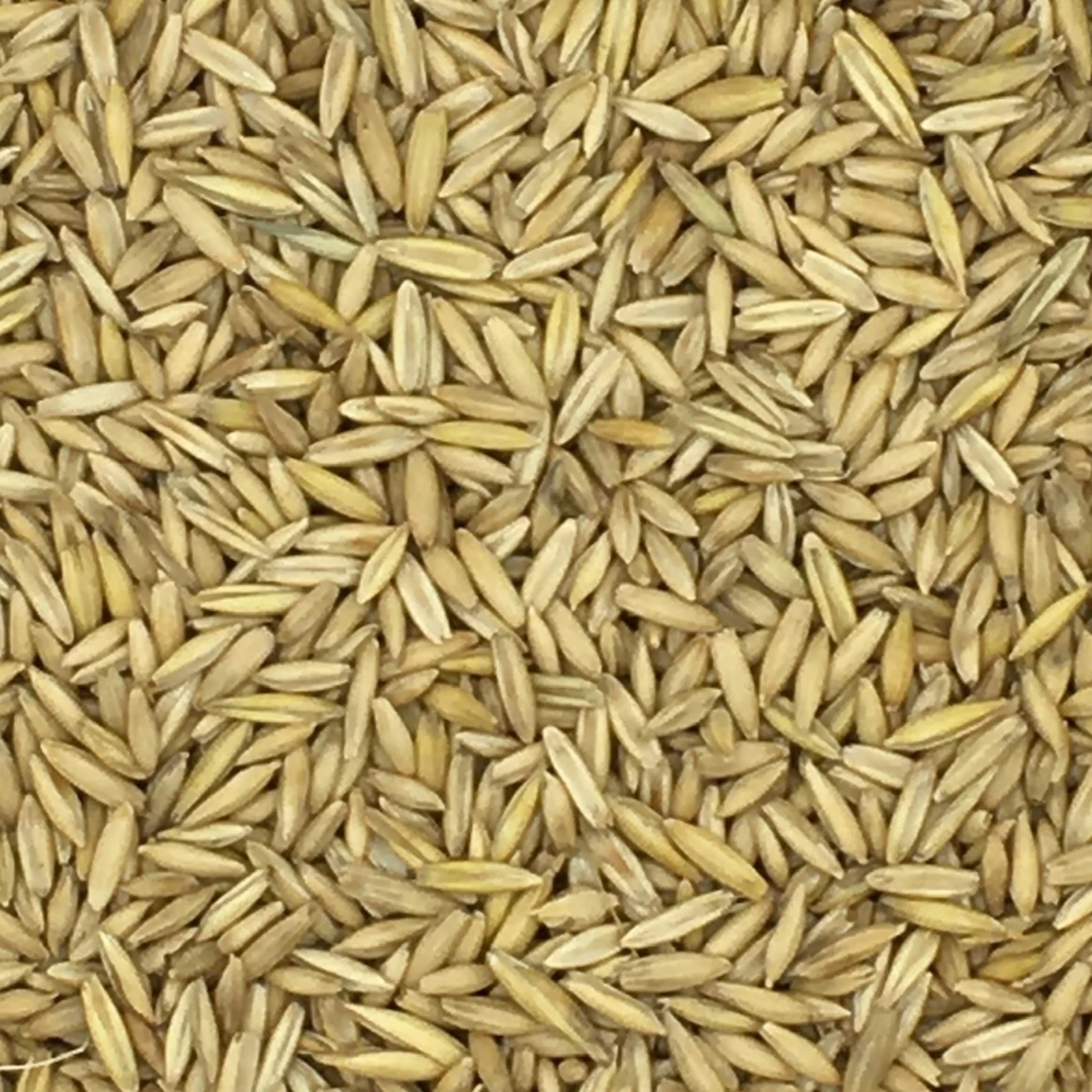 VERSELE-LAGA Hafer Derby - Versele 25kg