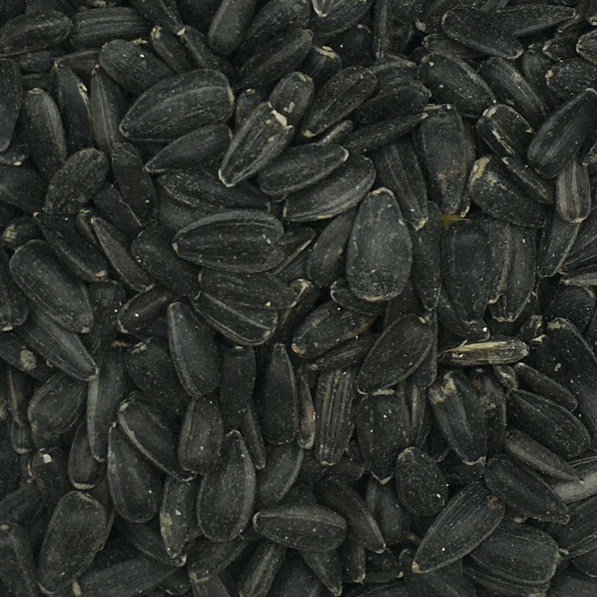 VERSELE-LAGA Sonnenblumenkerne Schwarz - Versele 15kg