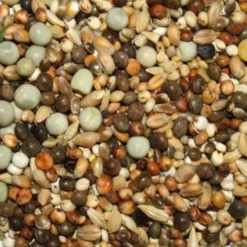 Spinne Rasse K - KurzschnÀbler 25kg